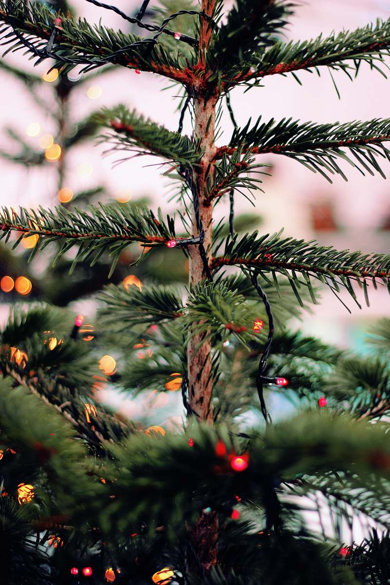 ornament green pine tree plant